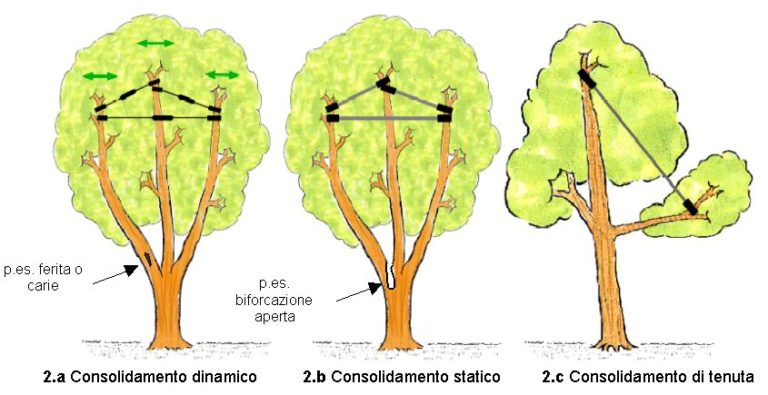 Il consolidamento delle chiome degli alberi